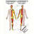 Mini-Poster - cutaneous innervation - L x W 34x24 cm