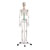 Skeleton standard incl. stand, 180 cm