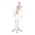 Skeleton with muscles incl. stand, flexible