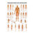 mini-poster Fasciae of the human being, LxW 34x24 cm