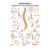 Wall chart - Stretching II - , LxW 100x70 cm