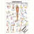 Wall chart - stretching III - , LxW 100x70 cm