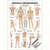 Wall chart - Manual Lymph Drainage - , LxW 100x70 cm