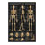 Mini-Poster - The human skeleton, - L x W 34x24 cm