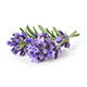 Lavendel