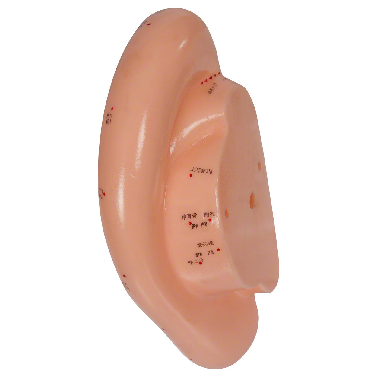 Acupuncture ear model, LxW 22x10 cm buy online SportTec