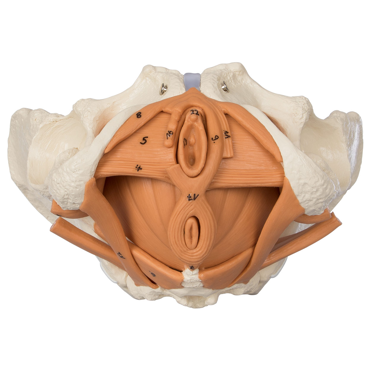 Female pelvis with pelvic floor muscles buy online | Sport-Tec