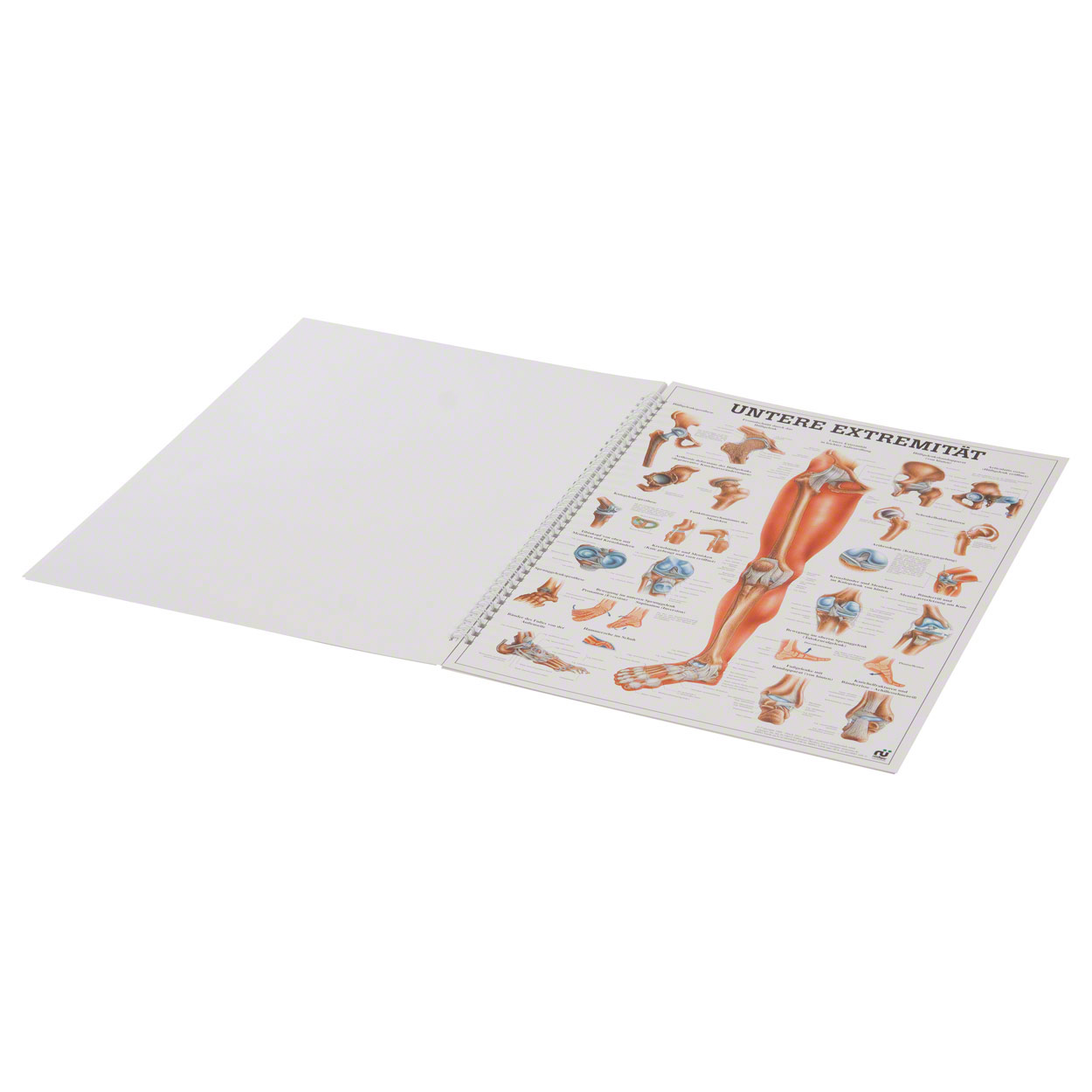 Sport-Tec Akupressur Mini-Poster 34x24 Cm - Anatomie Lehrmittel Für Medizin & Wellness