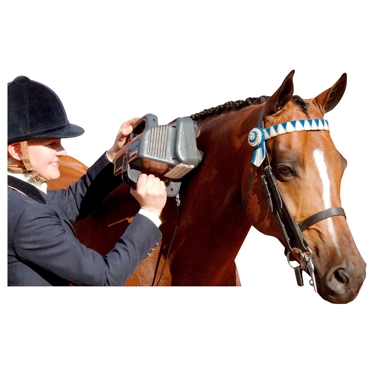 Thumper professional horse massager Equine Pro buy online SportTec