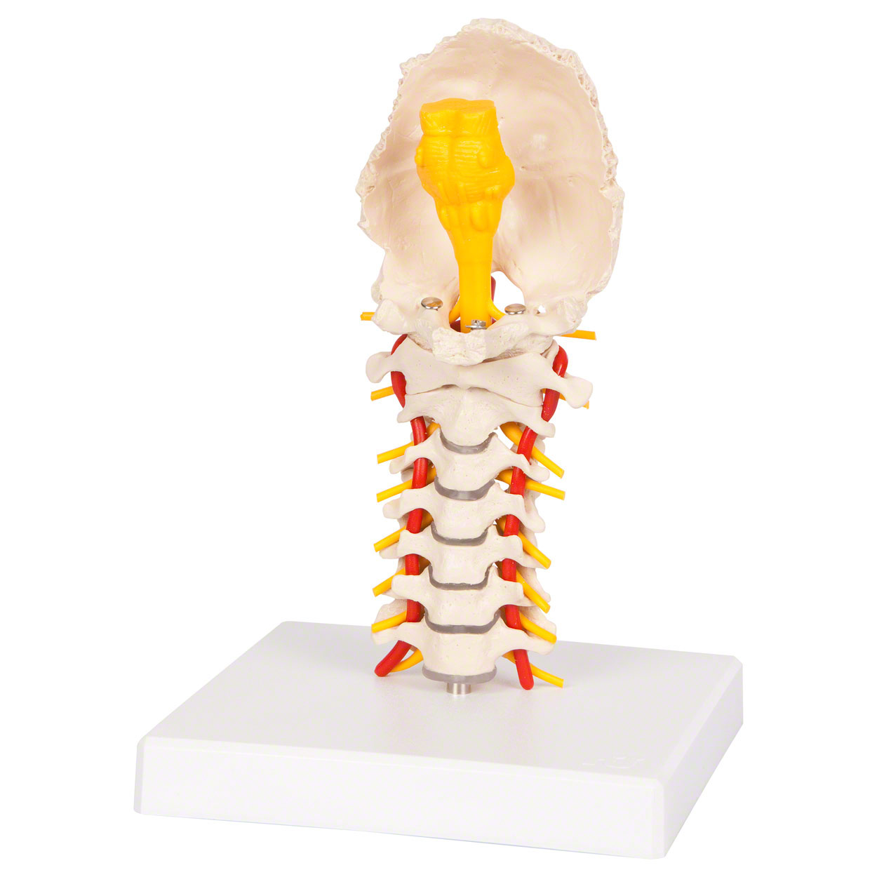 Cervical spine, LxWxH 19x19x25 cm buy online | Sport-Tec