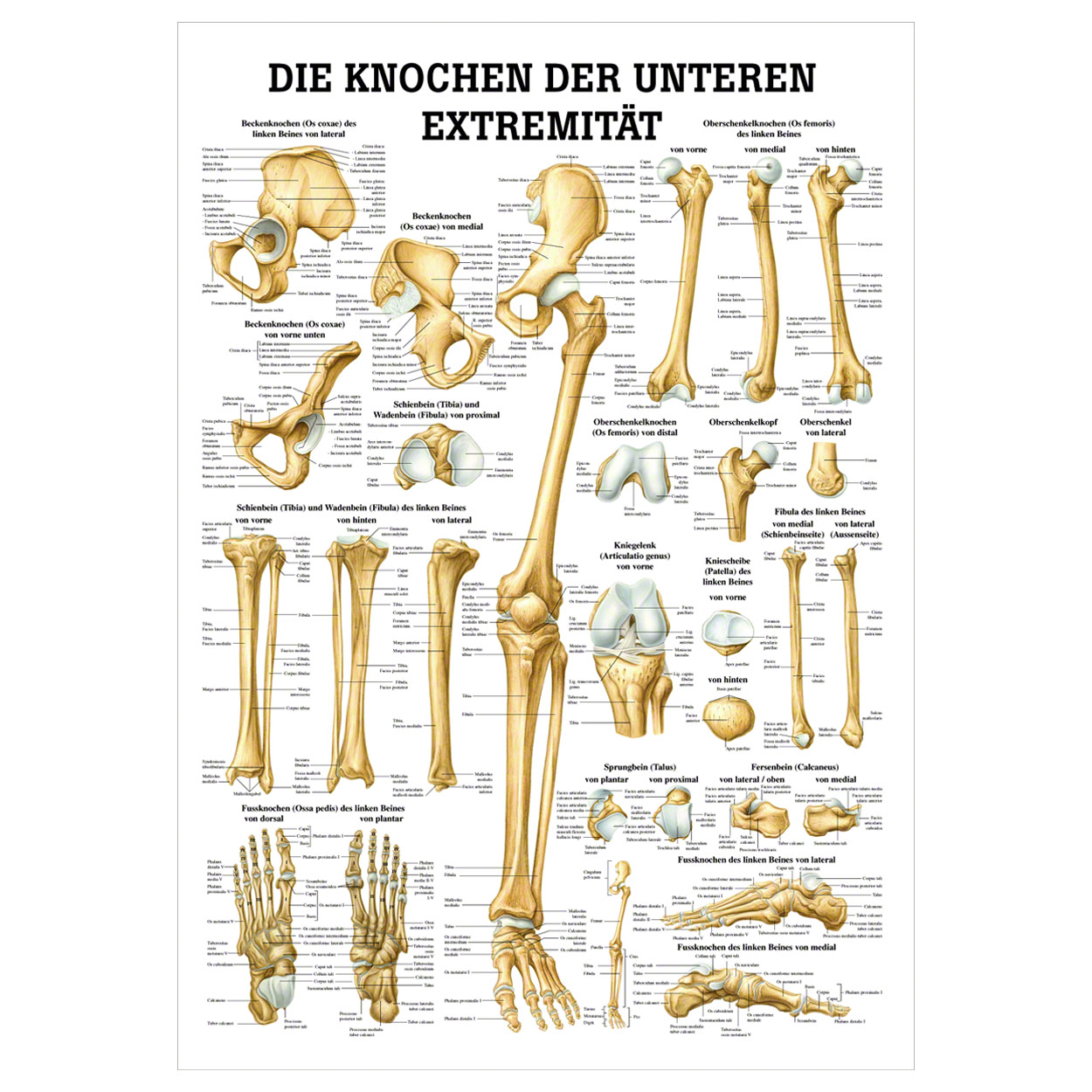 Mini-Poster - The bones of the lower limb - L x W 34x24 cm buy online