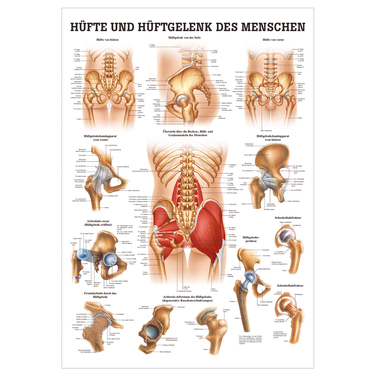 Mini Poster Hip Hip Joint L X W 34x24 Cm Buy Online Sport Tec