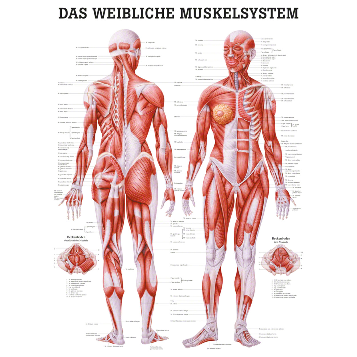 Poster Female Muscular System L X W 70x50 Cm Buy Online Sport Tec