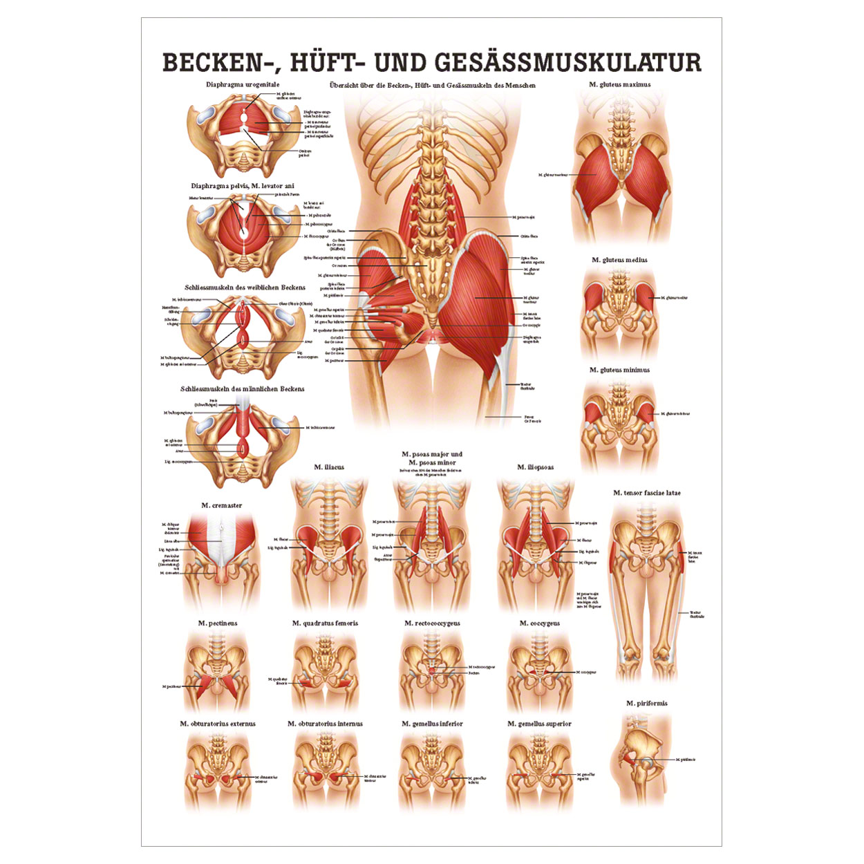 Pelvic muscles. Мышцы таза. Анатомия ягодиц человека. Анатомия человека для массажа.