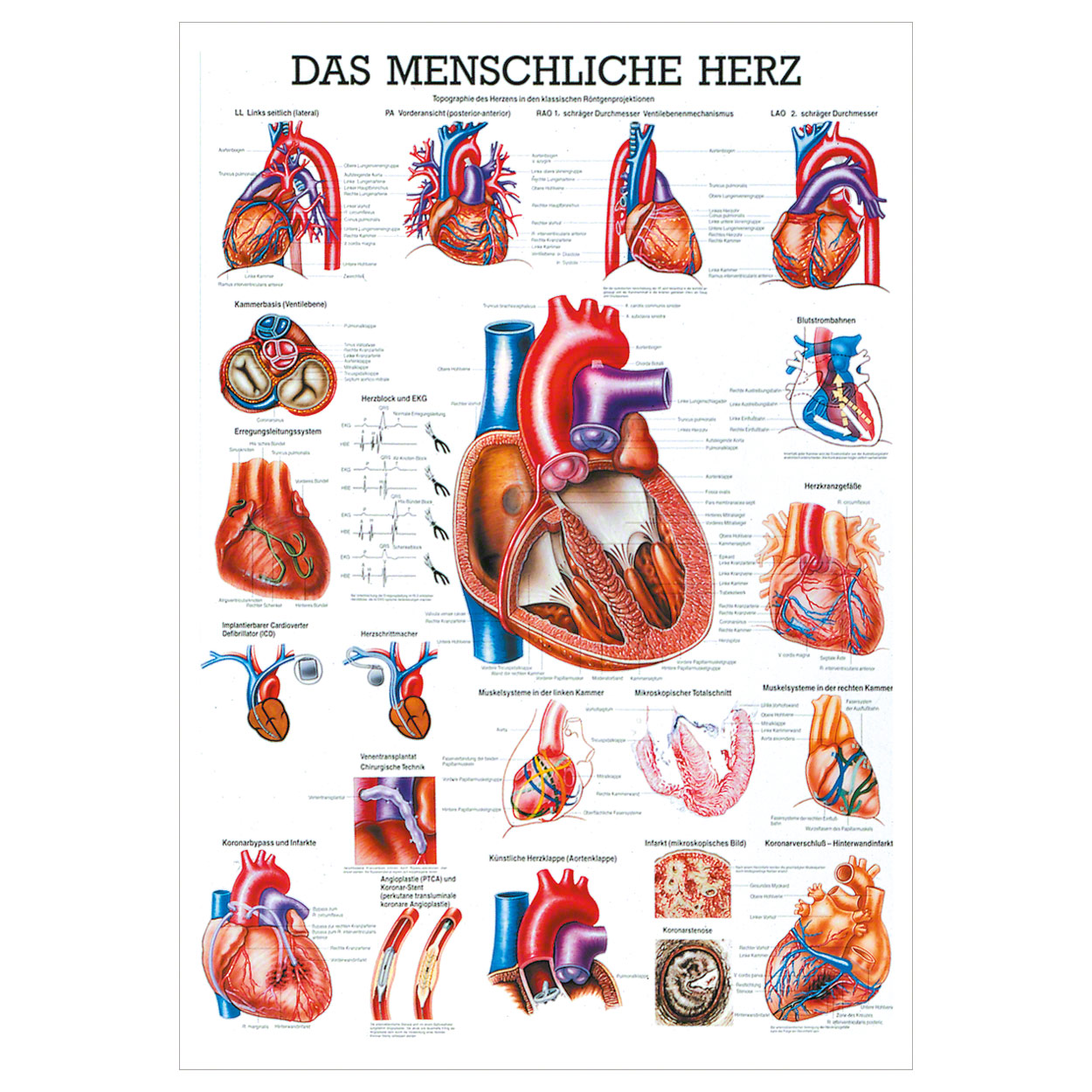 Wall chart - The Heart - , LxW 100x70 cm buy online | Sport-Tec