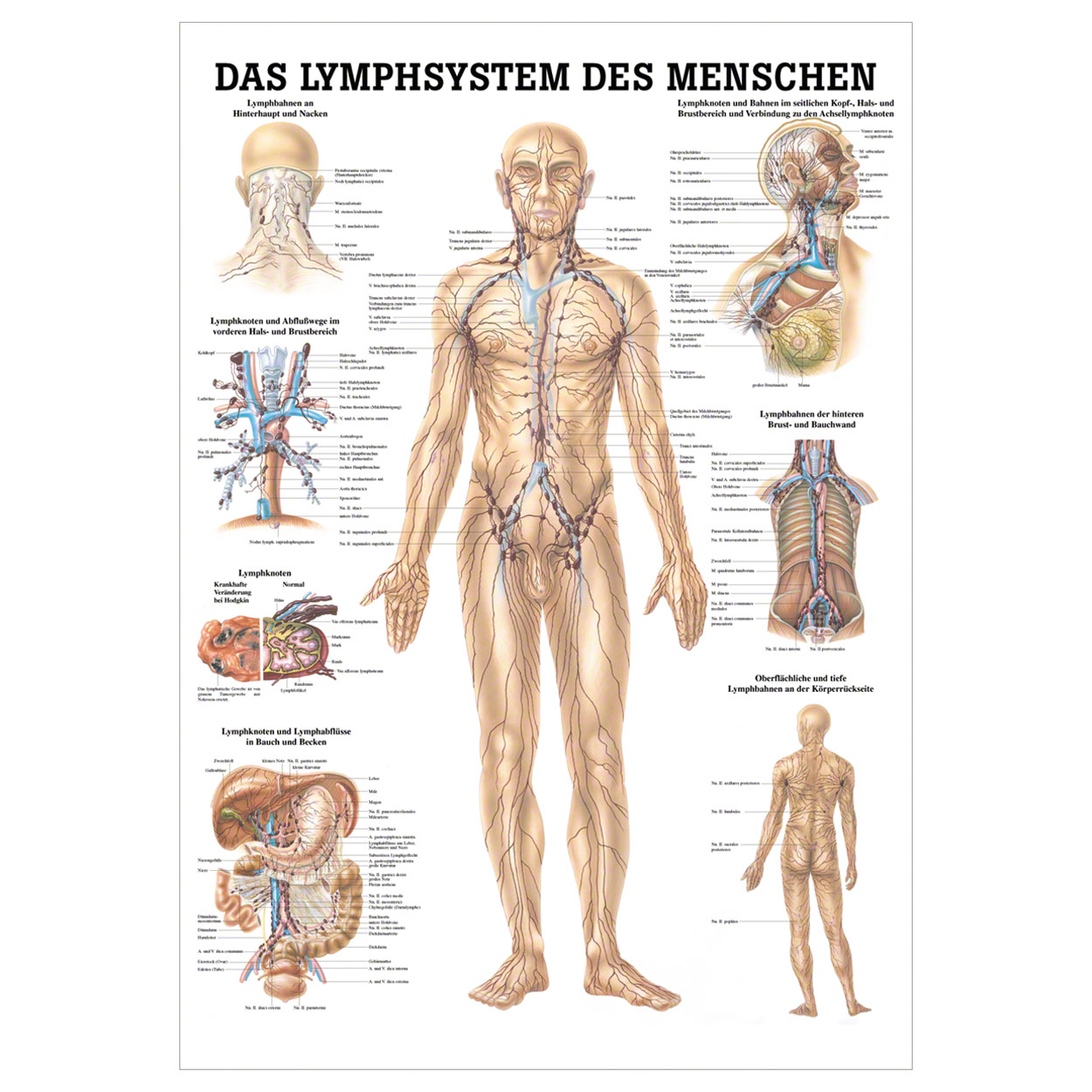Wall chart The lymphatic system , LxW 100x70 cm buy online