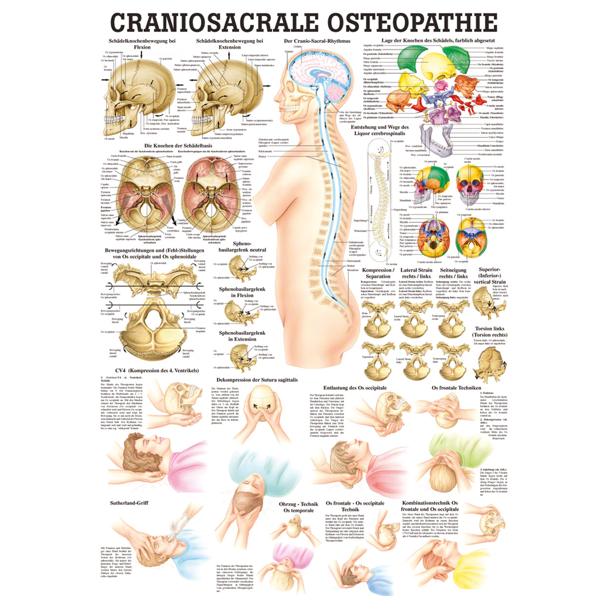 Wall Chart Craniosacral Osteopathy Lxw 100x70 Cm Buy Online Sport Tec