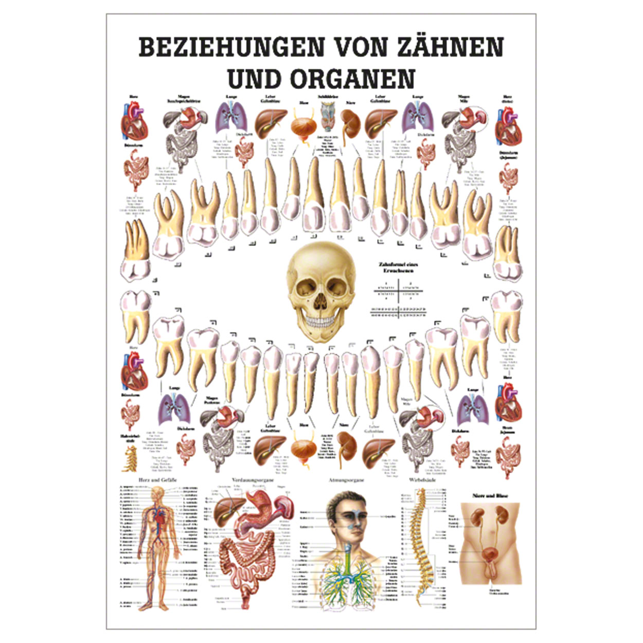 Wall Chart Relationships Between Teeth And Organs Lxw 100x70