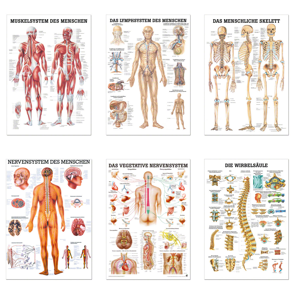 Anatomische Lehrtafel 70 x 100 cm Das Lymphsystem des Menschen