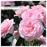 Image shows cosiMed massage lotion wild rose, 5 l