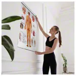 Wall chart - The nervous system - , LxW 100x70 cm