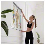 Wall chart - meridians and thorn - , LxW 100x70 cm