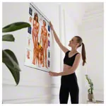 Wall chart - The endocrine system - , LxW 100x70 cm