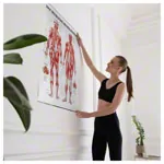 Wall chart - Female muscular system, - LxW 100x70 cm