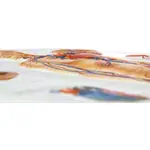 Relief panel human vascular system, LxW 74x54 cm