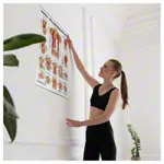 Poster - abdominal and intercostal muscles - L x W 70x50 cm