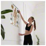 Posters - body acupuncture - L x W 70x50 cm