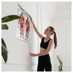 Poster - trigger points - L x W 70x50 cm