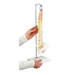 Mini-spinal column incl. stand, 38 cm