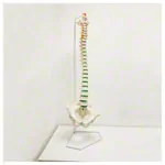 Image shows Spine incl. stand, 85 cm