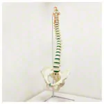 Image shows Spine incl. stand, 85 cm