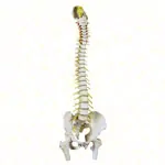 Image shows Spinal column incl. stand, 80 cm