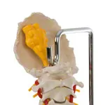 Image shows Spinal column incl. stand, 80 cm