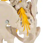 Image shows Spinal column incl. stand, 80 cm