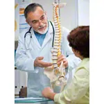Image shows Spinal column incl. stand, 80 cm