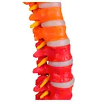 Image shows Flexible spine, didactic, incl. stand