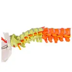 Image shows Flexible spine, didactic, incl. stand