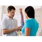 Spinal column incl. stand, 80 cm, coloured