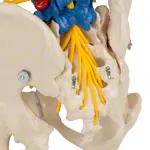 Spinal column incl. stand, 80 cm, coloured