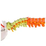 Image shows Flexible spine, didactic, incl. stand