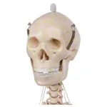 Image shows Mini-skeleton incl. stand, 65 cm