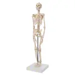 Image shows Mini-skeleton incl. stand, 65 cm