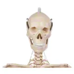 Image shows Mini-skeleton incl. stand, 65 cm