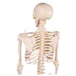Image shows Mini-skeleton incl. stand, 65 cm