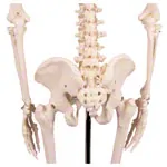 Image shows Mini-skeleton incl. stand, 65 cm