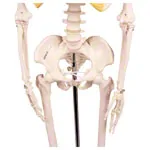 Image shows Mini-skeleton incl. stand, 65 cm